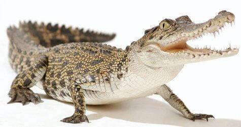 Reptiles On the Go