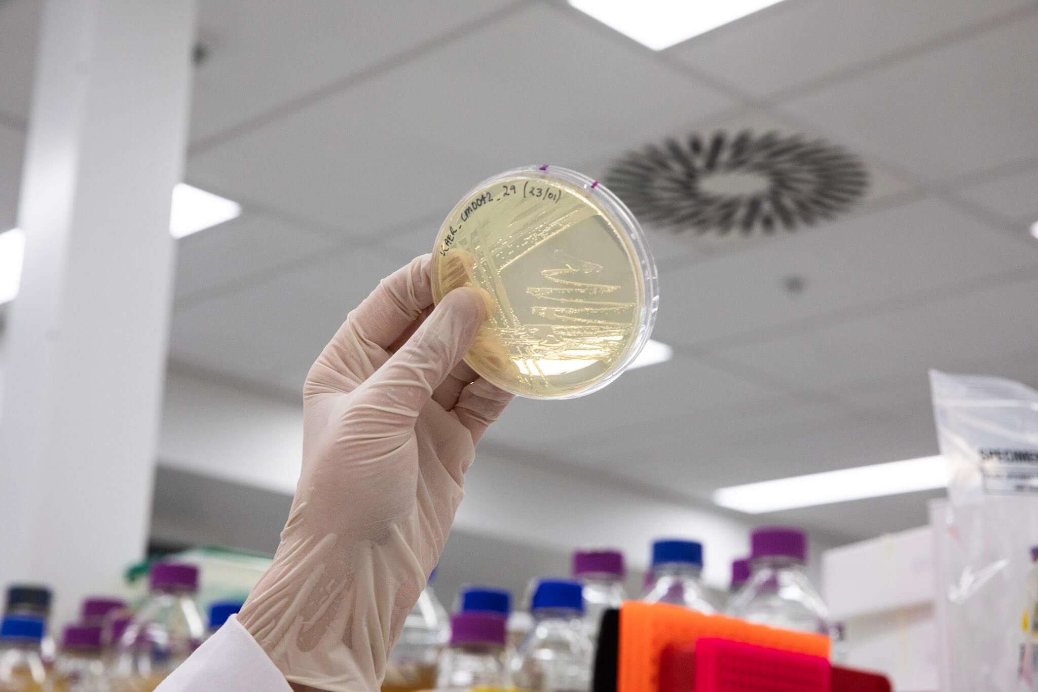 Westmead Research