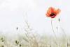 Anzac Day Promo Tile